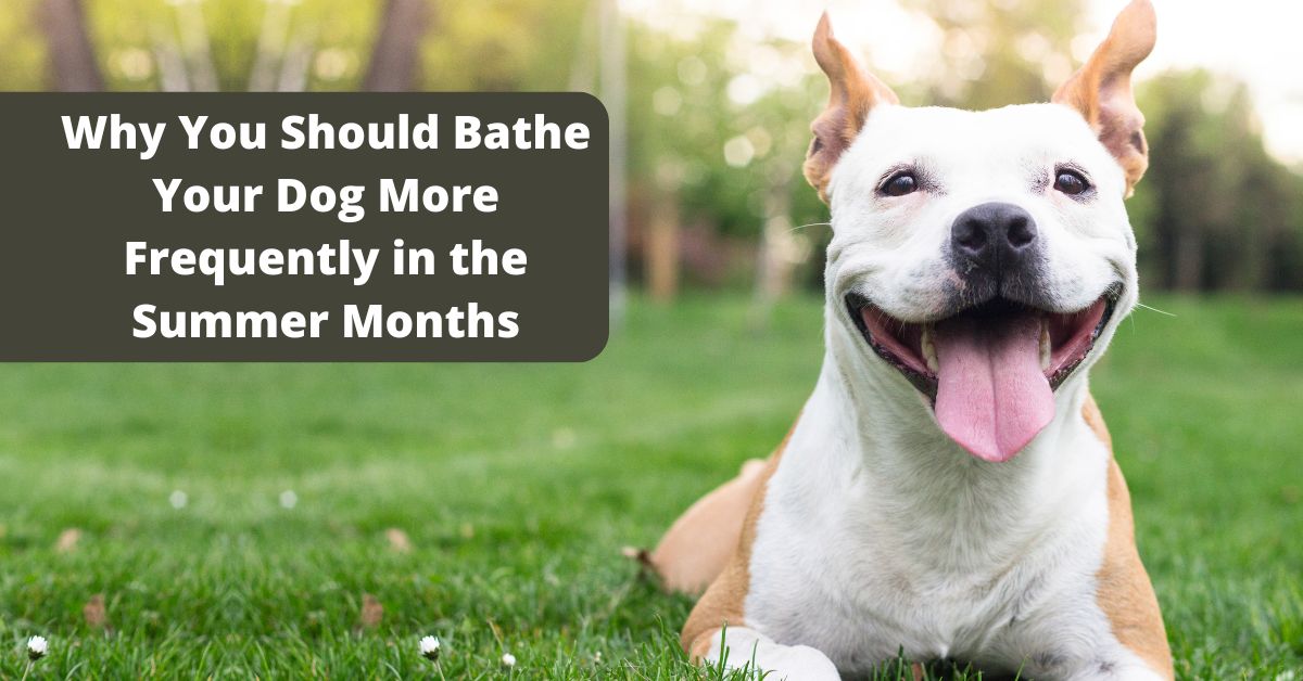 Why You Should Bathe Your Dog More Frequently in the Summer Months
– 4-Legger