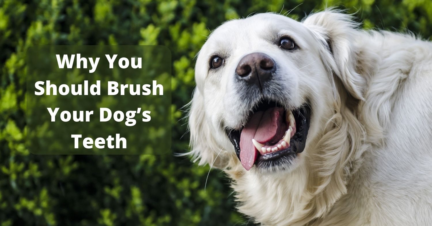 Can you brush your dog's teeth 2024 with human toothpaste