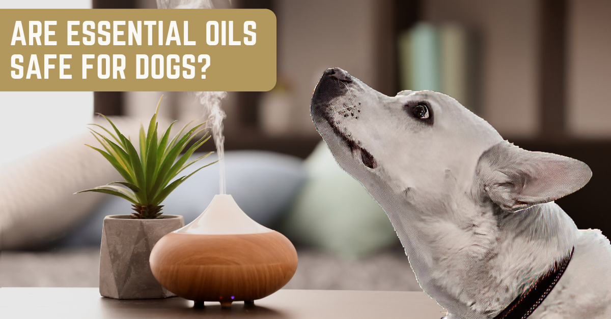 Essential Oil Diffusers and Pet Health- What's the Harm?, Air