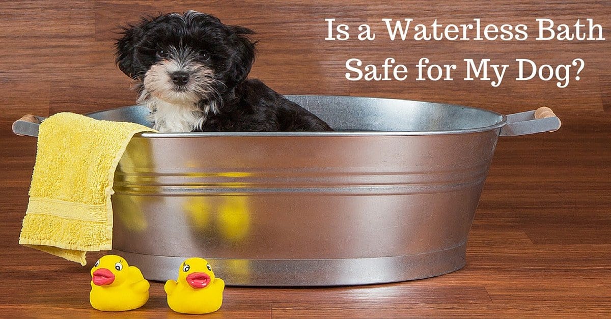 Waterless dog hot sale bath