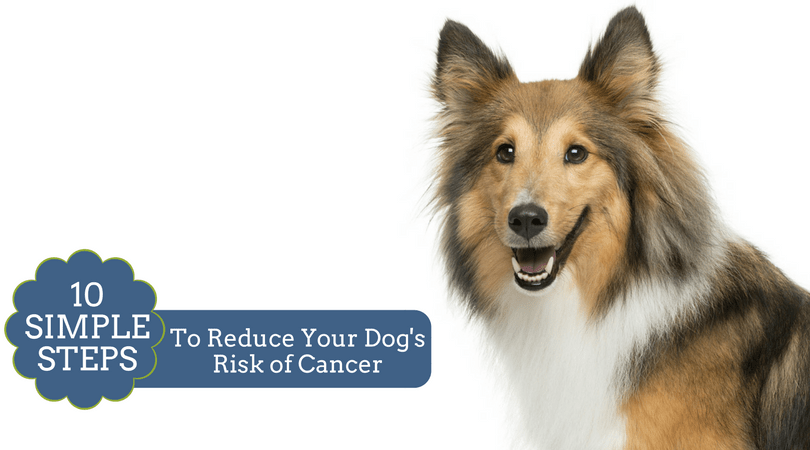 10 Simple Steps You Can Take to Lower Your Dog's Risk of Cancer – 4-Legger