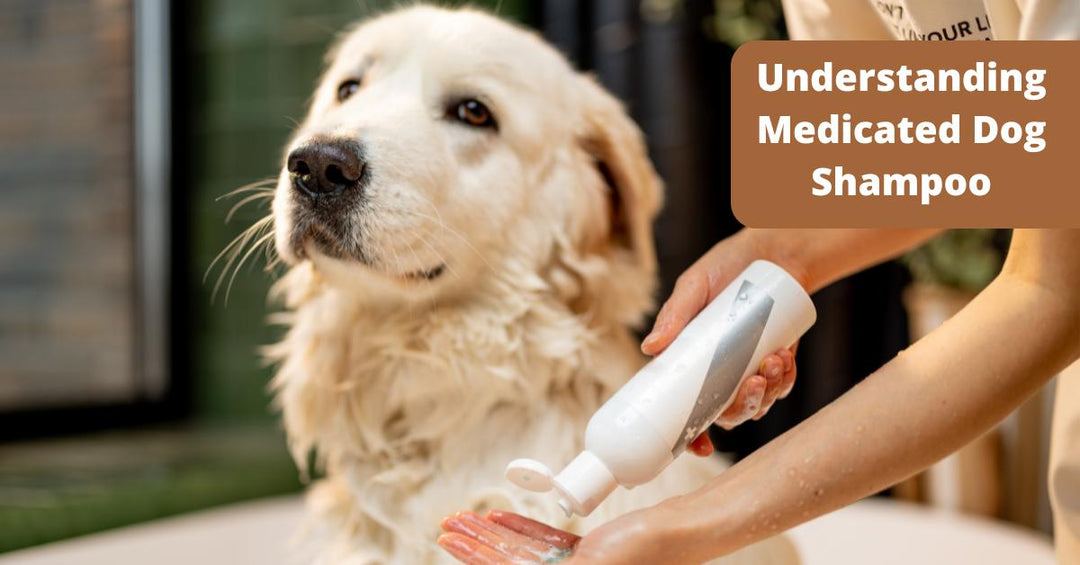 What is medicated dog shampoo