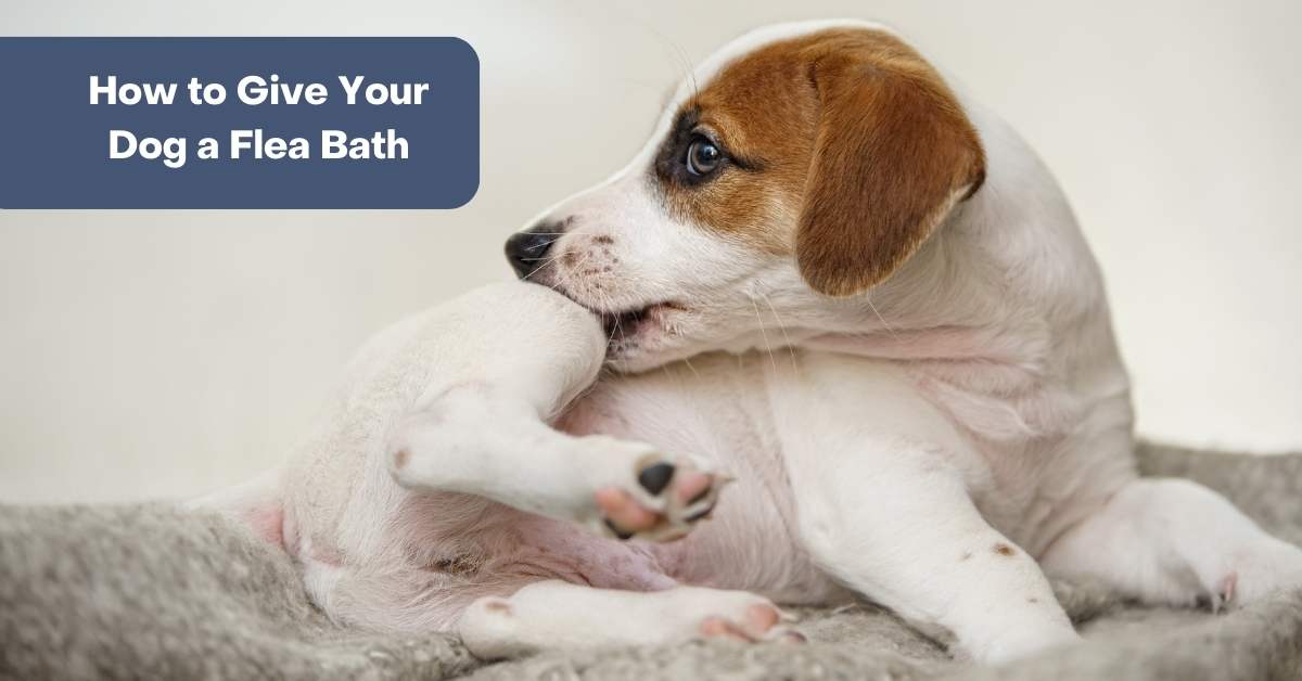 How to Give Your Dog a Flea Bath 4 Legger