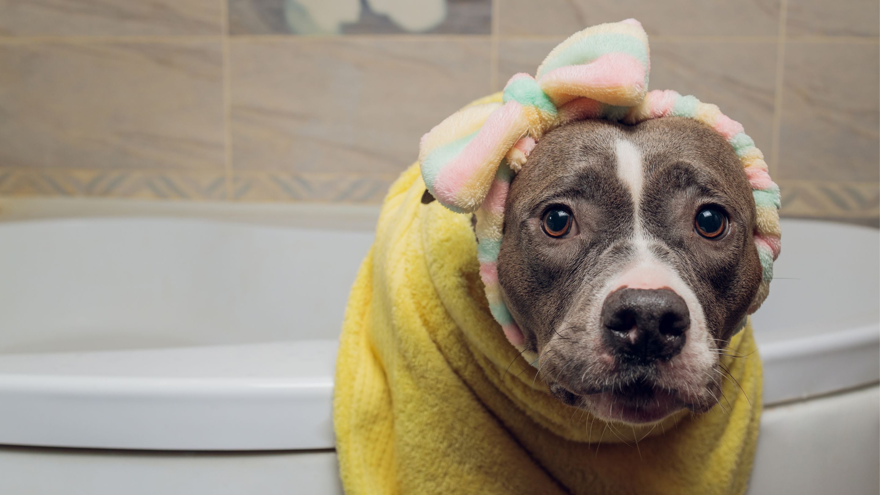 Best shampoo for clearance pitbulls with sensitive skin